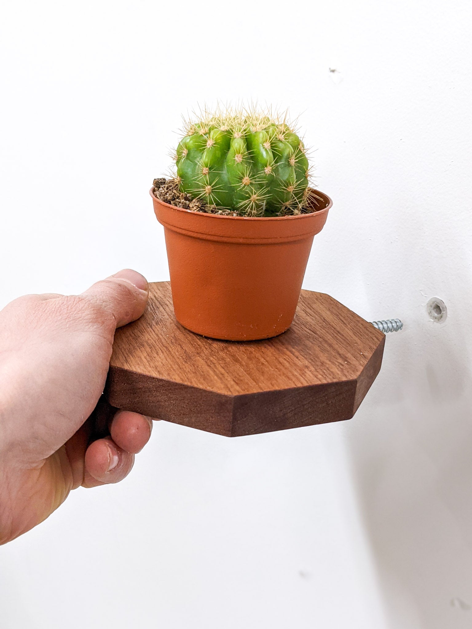 A hand begins to easily install a mahogany octagon floating shelf by screwing the shelf into a drilled hole on the wall. A potted round mini cactus sits on the shelf.